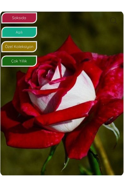 körfezgardens Gül Fidanı Alyans Gülü Kırmızı Beyaz Rosa osiria, Saksıda