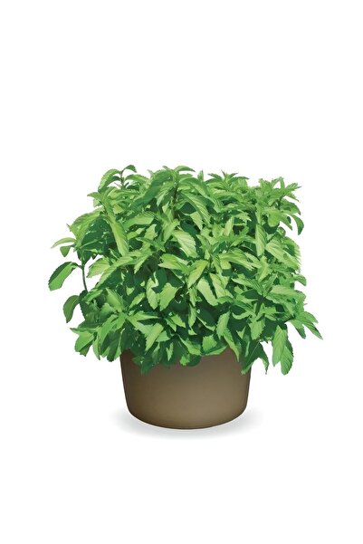 E-fidancim Limon Aromalı Geniş Yapraklı Çaylık Swiss Nane Fidesi (10 adet)