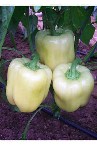 Tohumcumm Beyaz Tatlı Dolmalık Biber Tohumu 20 Tohum + Saksı Toprak + Hediye ...