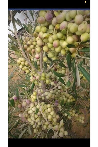 10 Arbeguina Dwarf Olive Seedlings Tube 2years