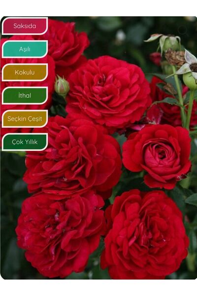 körfezgardens Katmerli Bordo Peyzaj Gülü Rosa floribunda Bordeaux, İTHAL, 20-...