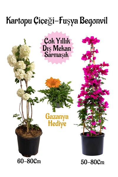 Bitkim Sende Kartopu Çiçeği 1 ADET +Fuşya Begonvil 1 ADET+ Turuncu Gazanya He...