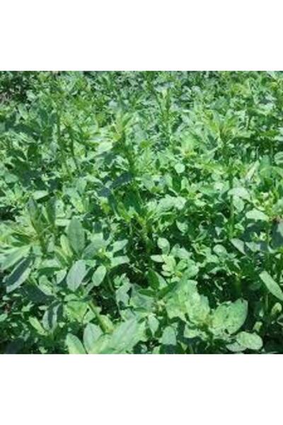 Agrobazaar Kaplamasız Yonca Tohumu 1 Kg