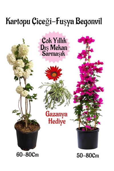 Bitkim Sende Kartopu Çiçeği 1 ADET +Fuşya Begonvil 1 ADET+ Kırmızı Gazanya He...