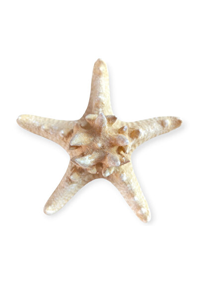 TRUE STARFISH 10-11 CM