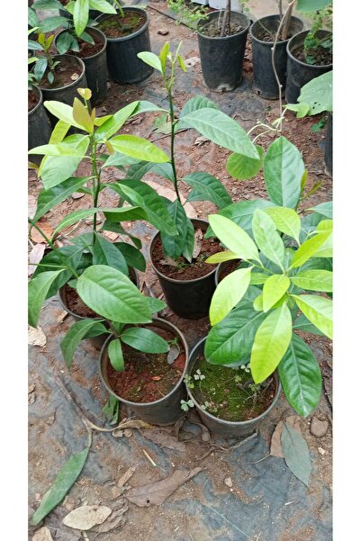 ERVA PEYSAJ Tüplü Çikolata Meyvesi Black Sapote Ağacı Fidanı(80 Cm) Üzeri