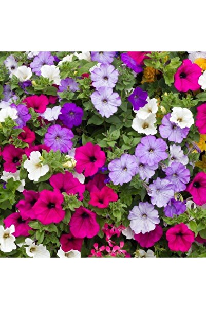 The Best Online Thebestonline Askılı Petunya Çiçeği, Pembe