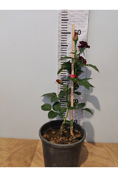 Zambak Yediveren Katmerli Gülü (Tea Rose, Rosa Hybrida)