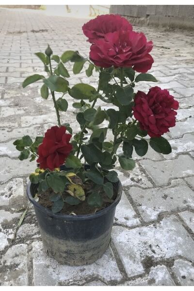 körfezgardens Aşılı Gül Fidanı İster Recellik Isparta, İster Yediveren Kırmız...