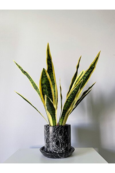 odka 8litre Silindir Saksı Tabaklı Yükseklik:17cm Çap:20cm Mia Siyah Mermer D...