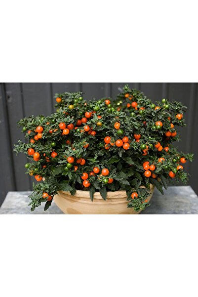 Nisa Fidancılık Kudüs Kirazı (jerusalem Cherry) 20-30 Cm
