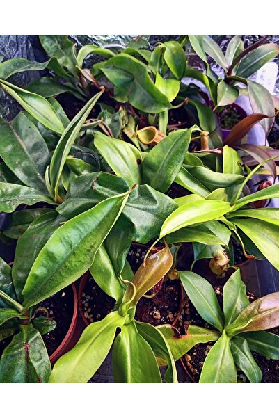 mobuflora Nepenthes Sinek Kapan Etobur Bitki Yetişkin Boy