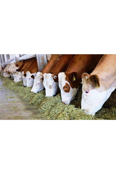 Endiket Cattle Anti-Kick Cattle Shin Guard Cow Shin Guard 1 Piece Kick Repellent Cattle Dairy Cow