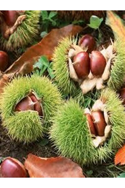 Genel Markalar Tüplü Fidan Kemer Kestane Fidanı