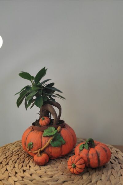 Lina Art hediyelik Balkabağı Saksı & 2' Li Dekor Kabak