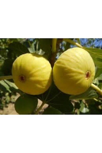 Bahçem Fidancılık Aydın Sarılop Incir Fidanı