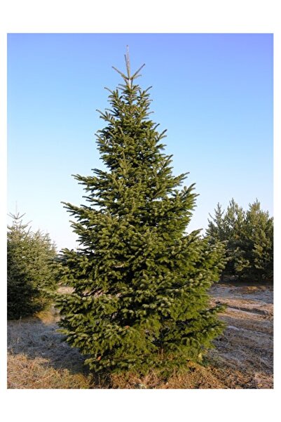 Köy Tohumları 10 Adet Tohum Nadir 4 Mevsim Yeşil Göknar Ağacı Ağaç Tohumu Hed...