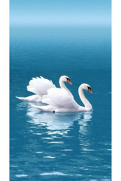 dialands Swans 35x60cm - DM162 Model Comfortable Cut