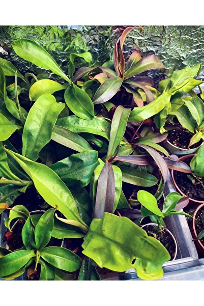 mobuflora Nepenthes Sinek Kapan Etobur Bitki Yetişkin Boy