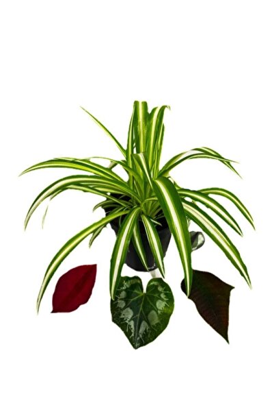 Bitki Fidanım Chlorophytum Comosum Kurdele Çiçeği