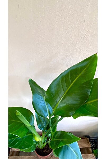 NADİR KAKTÜS Strelitzia Starliçe 80-110 cm Çift Gövdeli İç Mekan Salon Bitkisi