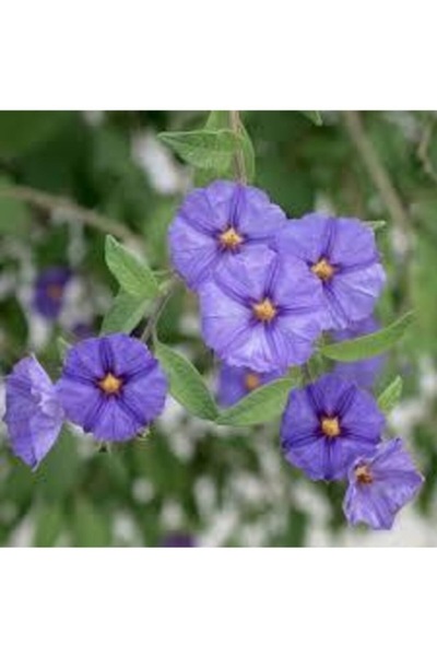 Köy Tohumları 30 Adet Tohum Nadir Nobelya Maviş Çiçeği Tohumu Organik Hobi Ba...