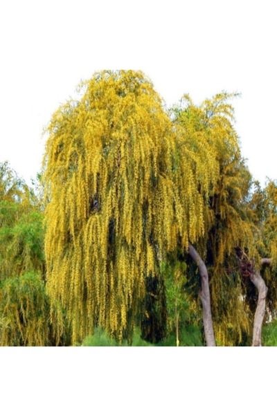 Köy Tohumları 20 Adet Tohum Nadir Sarı Yalancı Akasya Çiçeği Tohumu Saksı Top...