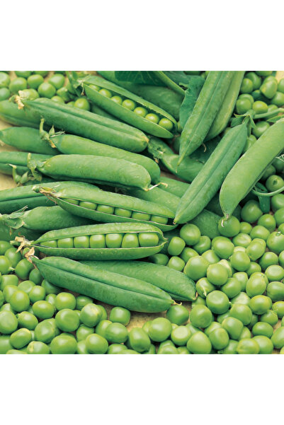 Arzuman Tohumculuk 50  Adet utrillo, Araka Bezelye Tohumu   Açık Ata sürdürülebilir  doğal tohum