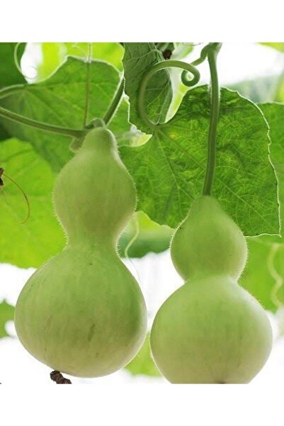 Tunca Su Kabağı Tohumu 10 Adet