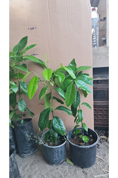 YAĞMUR FİDANCILIK Çikolata Fidanı Tüplü 80-120 Cm Boy