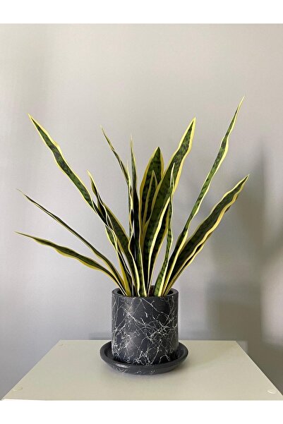 odka 8litre Silindir Saksı Tabaklı Yükseklik:17cm Çap:20cm Mia Antrasit Merme...