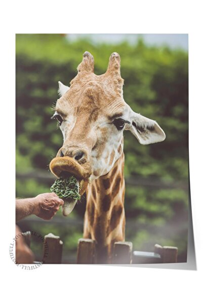 Postifull Αφίσα χωρίς πλαίσιο, Ζώα & Ζωγραφική Σαφάρι Νο:9, Φωτογραφία HD, Δι...