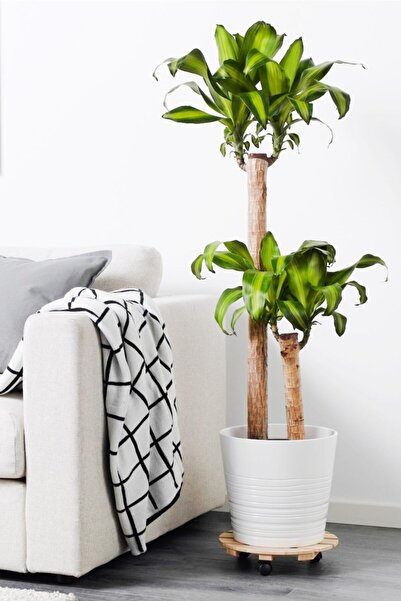 Cemre Garden Dracaena Fragrans Massengena - 2 Gövdeli - Ev Ofis Salon Iç Mekan Bitkisi - 110 Cm