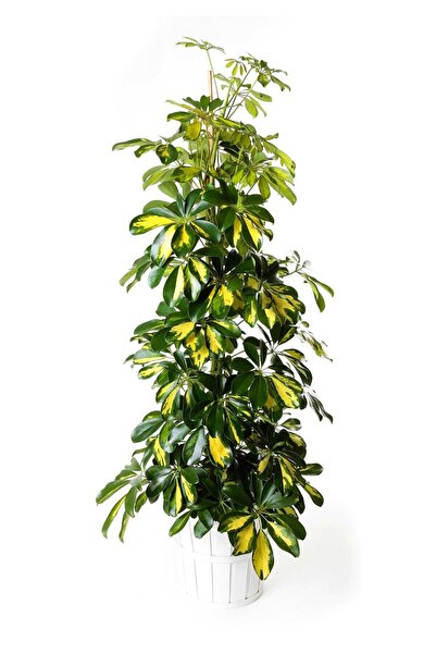 körfezgardens Schefflera - Şeflera - 5 Parmak Bitkisi 80-100 Cm