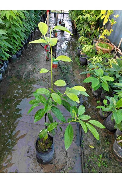 YavuzTropikalFidan Black Sapote (çikolata Meyvesi Ağacı) Fidanı 4 Yaş 80 Cm