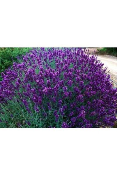 Lavender Seedling ( Scented ) ( Tube Or Potted )lavender Seedling (