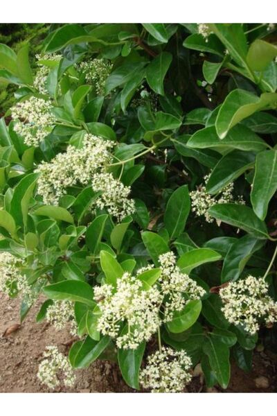 Bitkim Sende Kartopu Viburnum Lucidum 1 ADET 60-80 cm Saksılı Dış Mekan Bahçe...