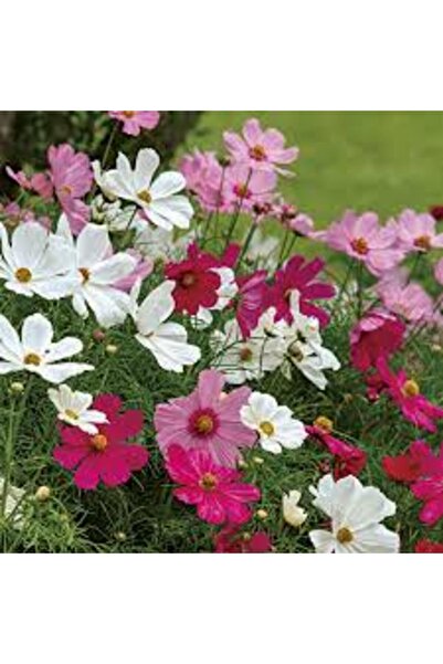 Agrobazaar Sarı Civan Perçemi  Kırmızı Karanfil Çiçeği Kirli Hanım  Kozmoz Çi...