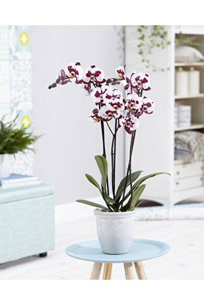 SYNETELLYA Phalaenopsis Benekli Beyaz/Mor Orkide 70-80 Cm Çift Dallı Canlı Çiçek