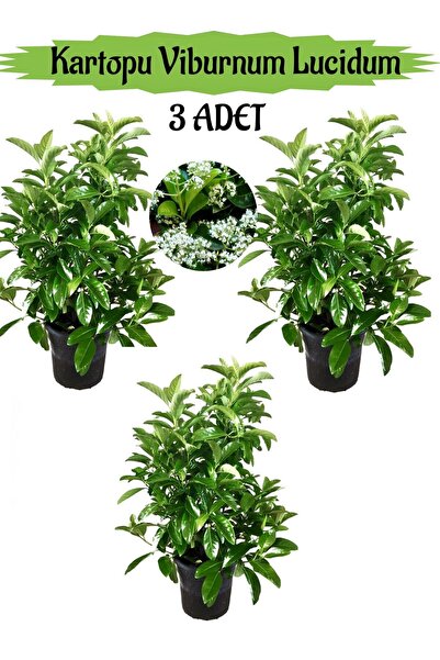 serada decor & plant Kartopu Viburnum Lucidum 3 ADET 80-100 cm Saksılı Dış Me...