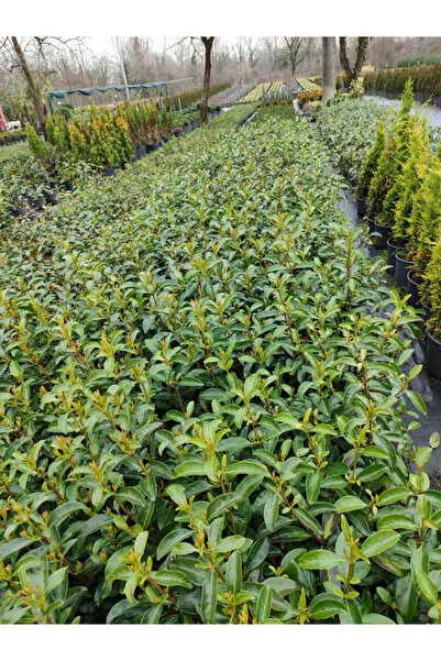 Bitkim Sende Kartopu Viburnum Lucidum 5 ADET 80-100 cm Saksılı Dış Mekan Bahç...