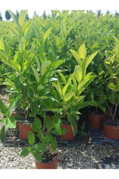 Bitkim Sende Kartopu Viburnum Lucidum Uyumlu4 ADET 60-80 cm Saksılı Dış Mekan...