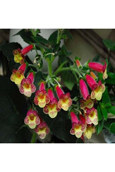 E-fidancim Koleksiyonluk An's Nagging Macaws Kohleria Japon Küpelisi Çiçeği Fidesi (Mini Potta)