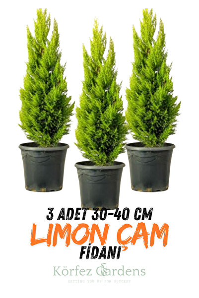 3 Lemon Pine Hall Pine Yellow Green Lemon Scented-Potted 2 years 30-40 cm Length