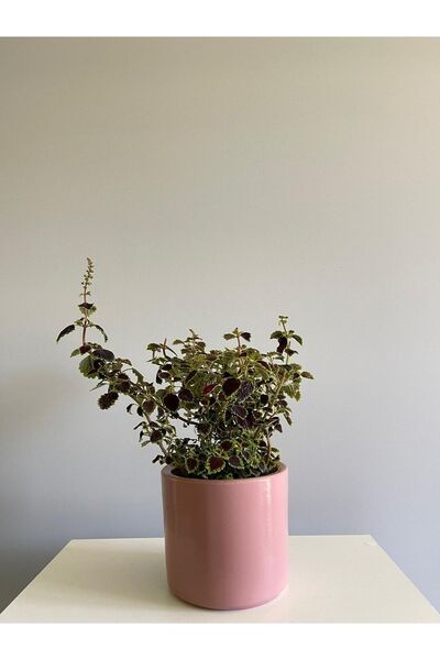 odka 8litre Silindir Saksı Tabaklı Yükseklik:17cm Çap:20cm Pembe