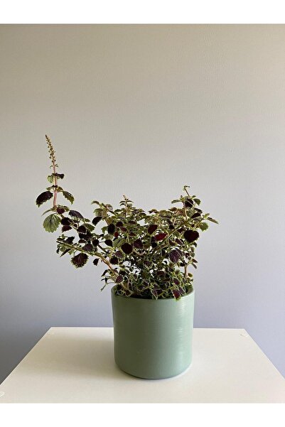 odka 8litre Silindir Saksı Tabaklı Yükseklik:17cm Çap:20cm Mint Yeşili