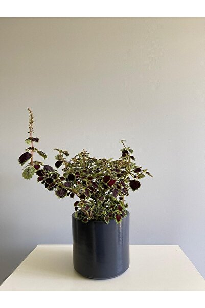 odka 8litre Silindir Saksı Tabaklı Yükseklik:17cm Çap:20cm Antrasit