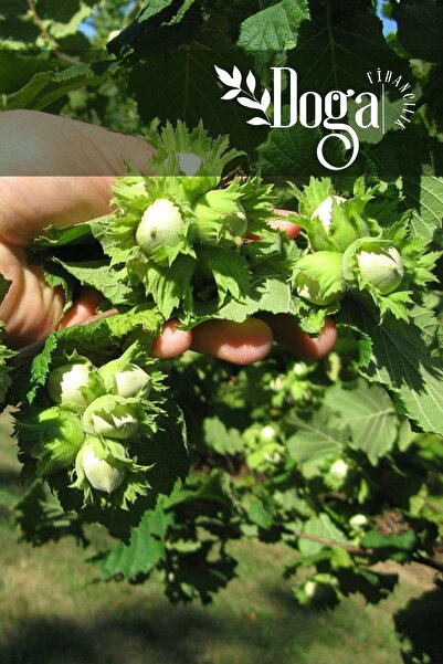 DOĞA FİDANCILIK Aşılı Yöresel Fındık Fidanı 3 Yaş