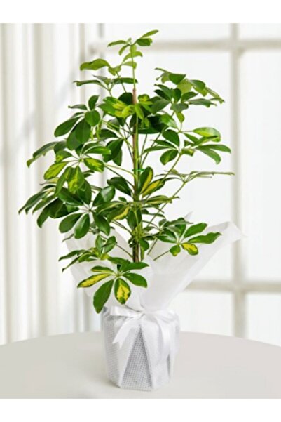 Çiçek Butiq Schefflera Şeflera Çiçeği 80 Cm Özel Kutulu Güvenli Gönderim
