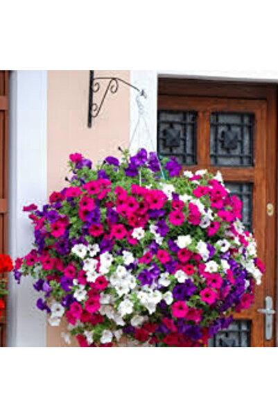 Agrobazaar Petunya Çiçeği-Papatya Çiçeği-Semiz Otu Çiçeği-Buz Çiçeği-Çan Çiçe...